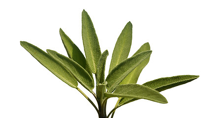 Image showing Leaves sage tea
