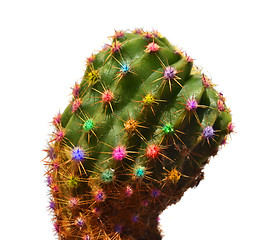 Image showing Color cactus
