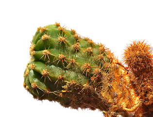 Image showing Cactus