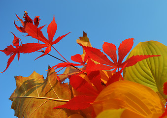 Image showing Bouquet of milticolor leaves