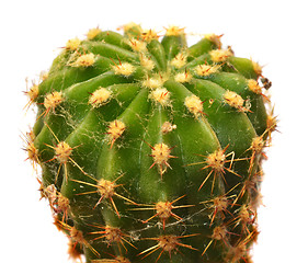 Image showing Cactus