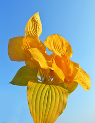 Image showing Yellow leaves