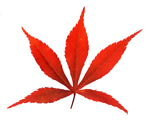 Image showing Red leaf