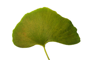 Image showing Leaf Ginkgo Biloba