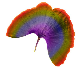 Image showing Leaf of rainbow