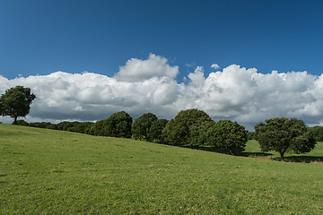 Image showing Trees on a field