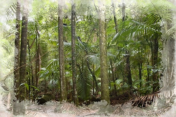 Image showing rain forest