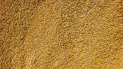 Image showing Grains of wheat close-up
