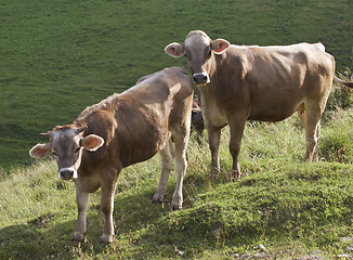 Image showing Two cows