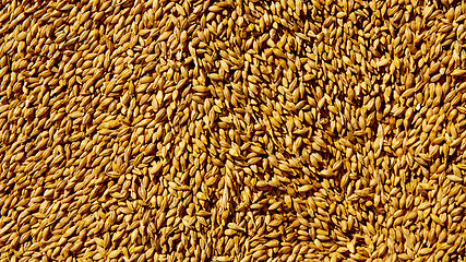 Image showing Grains of wheat close-up