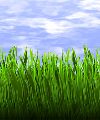 Image showing green grass