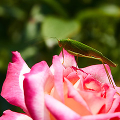 Image showing Katydid Tettigonia cantans on a pink rose. 