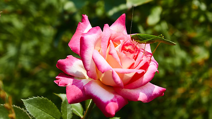 Image showing Katydid Tettigonia cantans on a pink rose. 