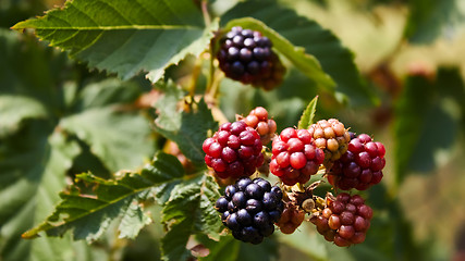 Image showing blackberries begin to ripen