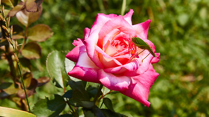 Image showing Katydid Tettigonia cantans on a pink rose. 