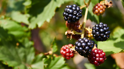 Image showing blackberries begin to ripen