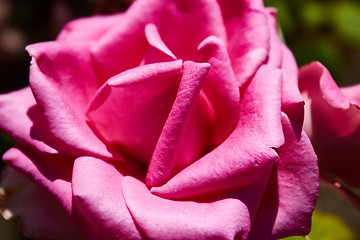 Image showing velvet pink Valentine rose