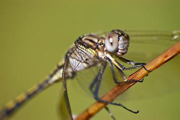 Image showing closeup of dragonfly