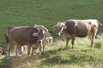 Image showing Cows