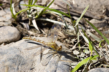 Image showing dragonfly on rock