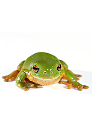 Image showing green tree frog