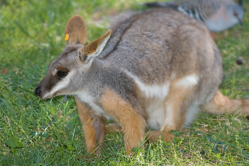 Image showing yellow footed rock wallaby