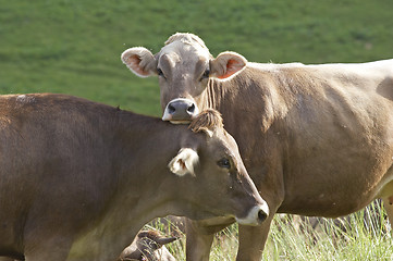 Image showing Cows