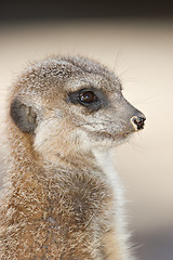 Image showing curious meerkat