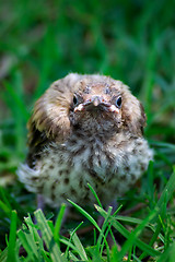 Image showing bird fallen from nest