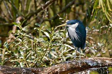 Image showing pied heron