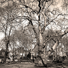 Image showing park in london spring sky and old dead tree 