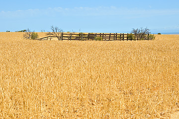 Image showing corral in a field of wheat