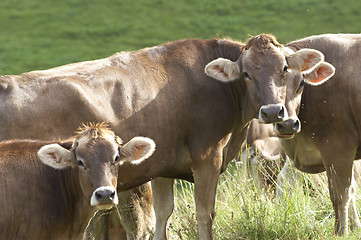 Image showing Three cows