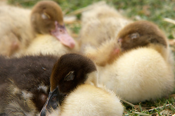 Image showing three ducklings