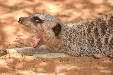 Image showing meerkat yawning wide open mouth and eyes rolled back
