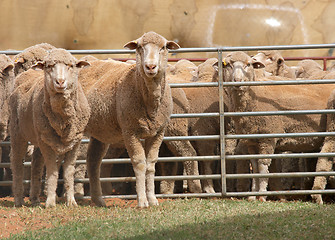 Image showing sheep in pen