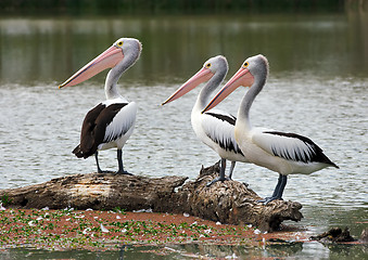 Image showing pelican watchers