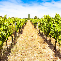 Image showing Provence vineyard