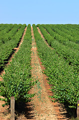 Image showing grape vines