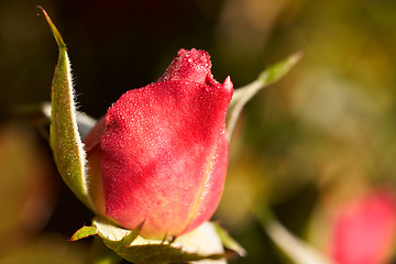 Image showing rosebud in the morning