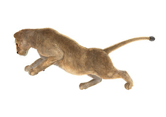 Image showing Female Lion on White