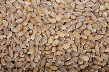 Image showing organic barley grains