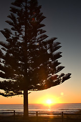 Image showing sunset pine tree