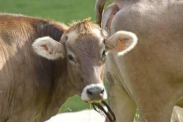 Image showing Calf