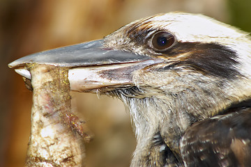 Image showing kookaburra eating meat