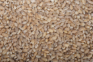 Image showing organic wheat grains 