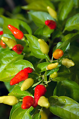 Image showing chillis on a bush