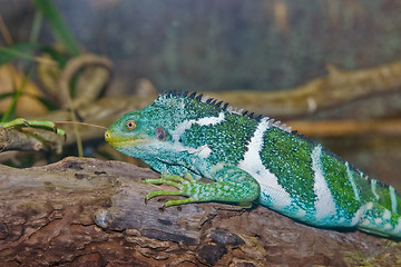 Image showing green iguana