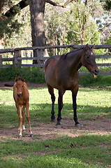 Image showing was that you? horse and foal