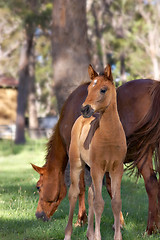 Image showing horse and foal